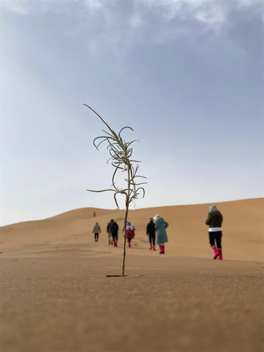 鸿运国际 - 鸿运国际公益｜在2000km外的沙漠种下希望