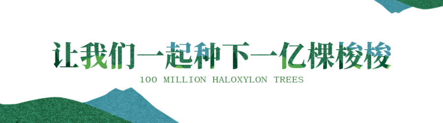 鸿运国际 - 鸿运国际公益｜在2000km外的沙漠种下希望