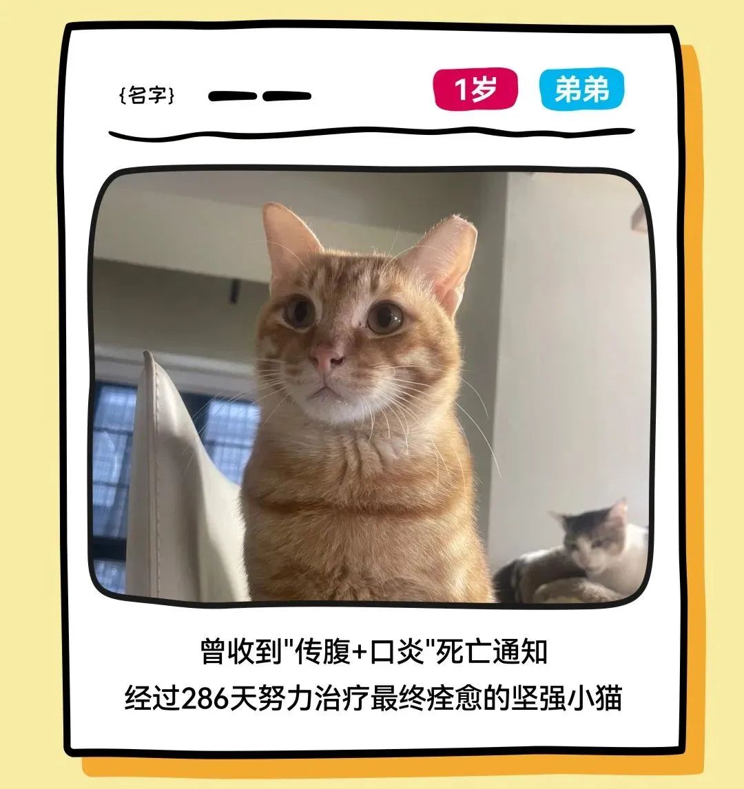 鸿运国际 - 邓峰家的猫来啦！鸿运国际商业开启超等V笑节5.0