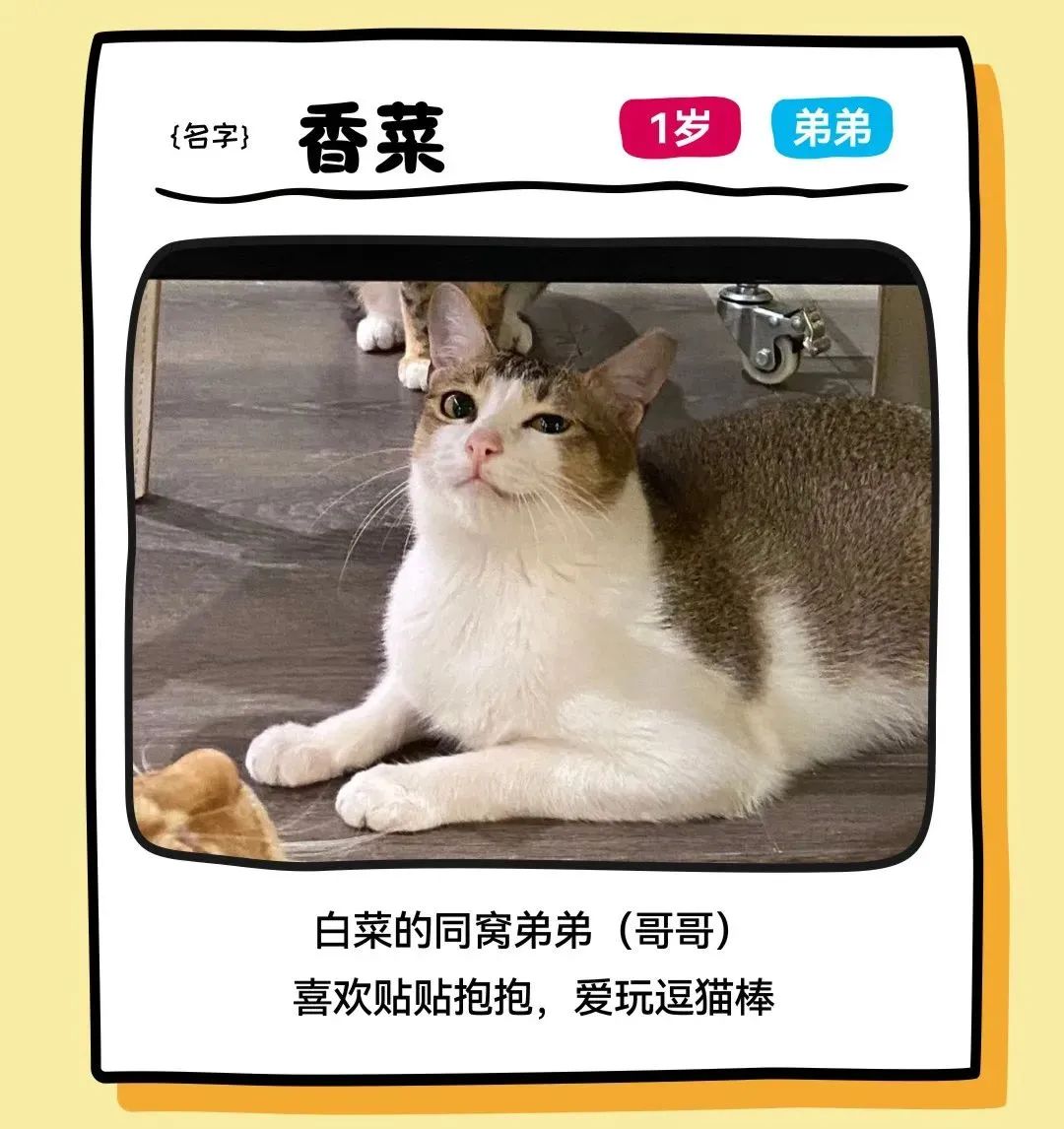 鸿运国际 - 邓峰家的猫来啦！鸿运国际商业开启超等V笑节5.0
