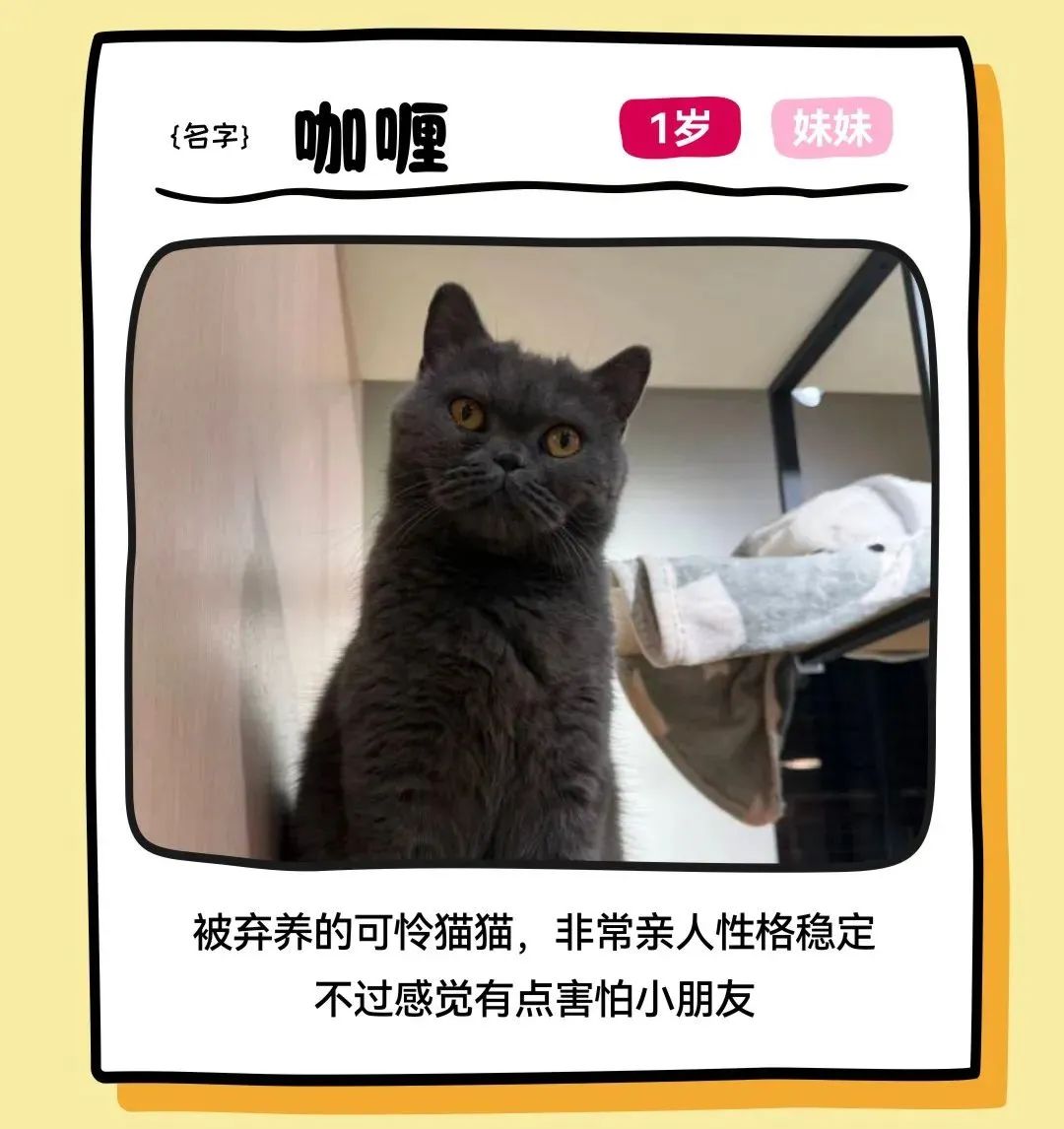 鸿运国际 - 邓峰家的猫来啦！鸿运国际商业开启超等V笑节5.0