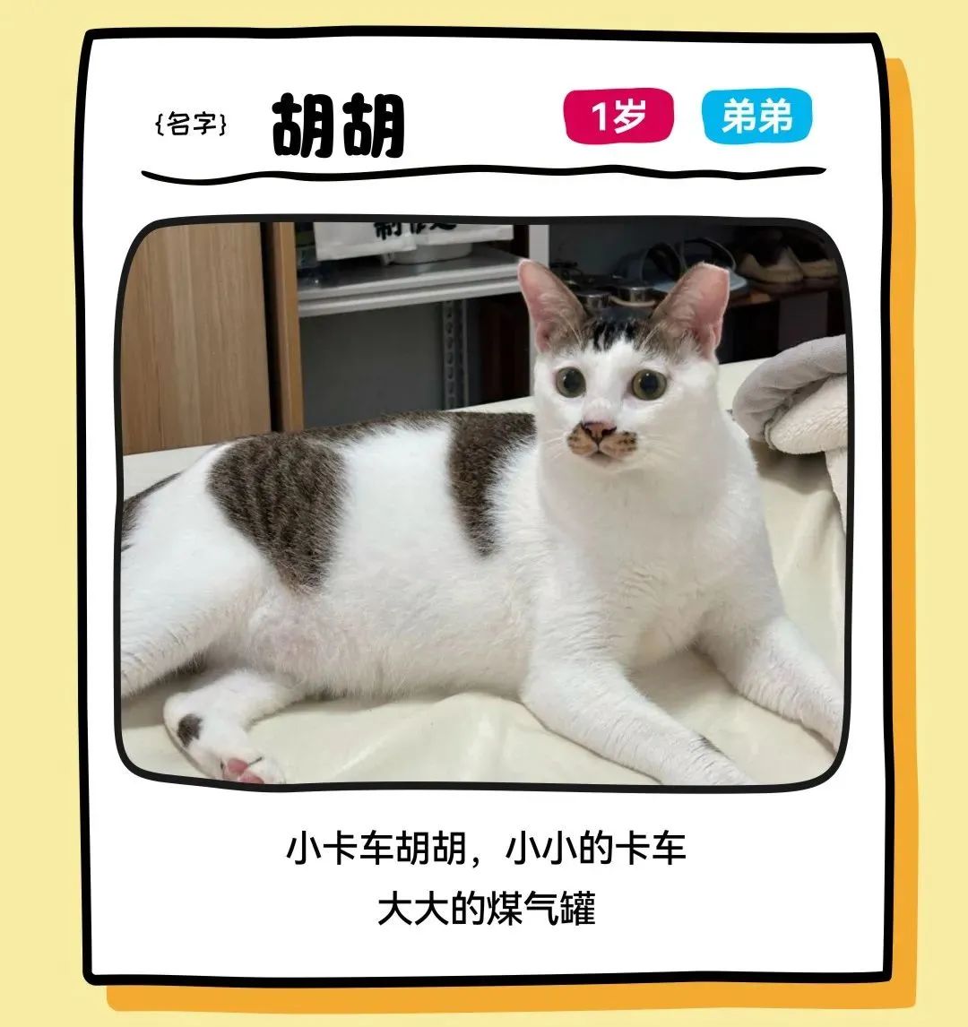 鸿运国际 - 邓峰家的猫来啦！鸿运国际商业开启超等V笑节5.0