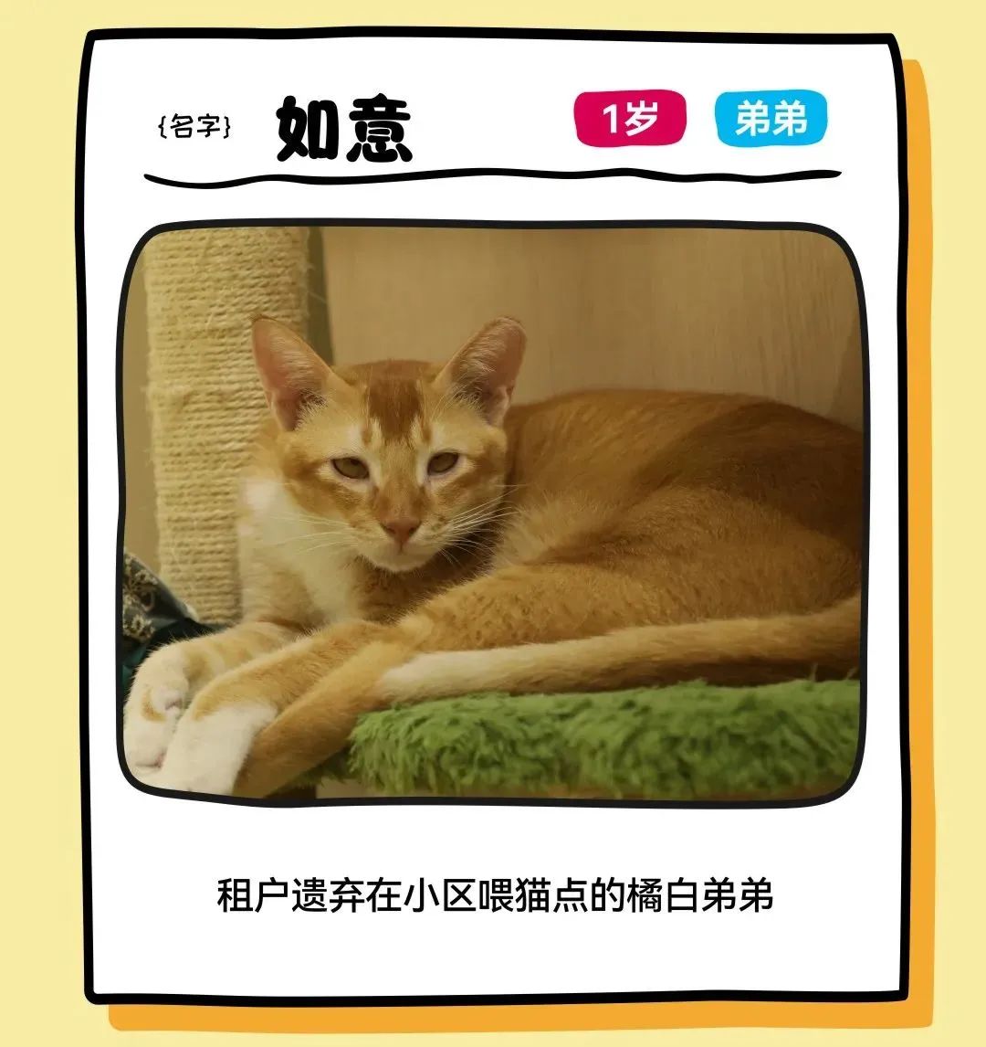 鸿运国际 - 邓峰家的猫来啦！鸿运国际商业开启超等V笑节5.0
